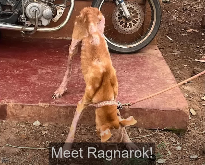 Over time, Ragnarok's trust in humans be...