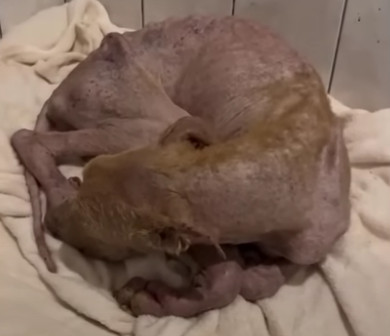 Extra image from article