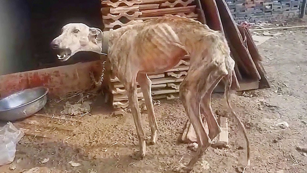 Once freed, Luna faced the world with be...