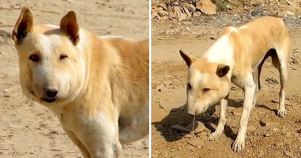 He reached out to Animal Aid Unlimited (...