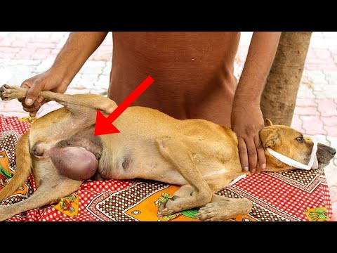 The tumor began as a tiny lump, hardly n...