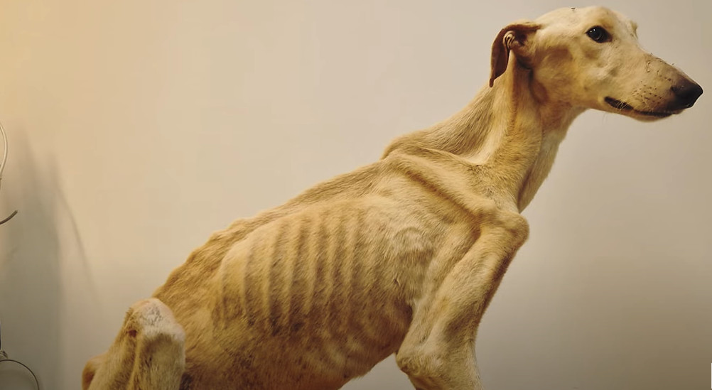 Witnesses ignored his plight until one d...