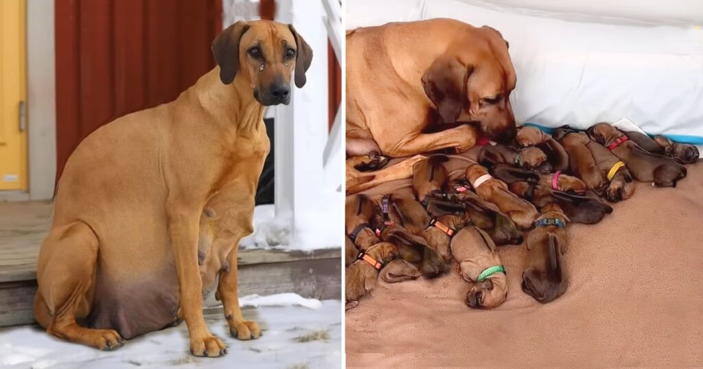 The dog, named Tiya, was discovered by a...