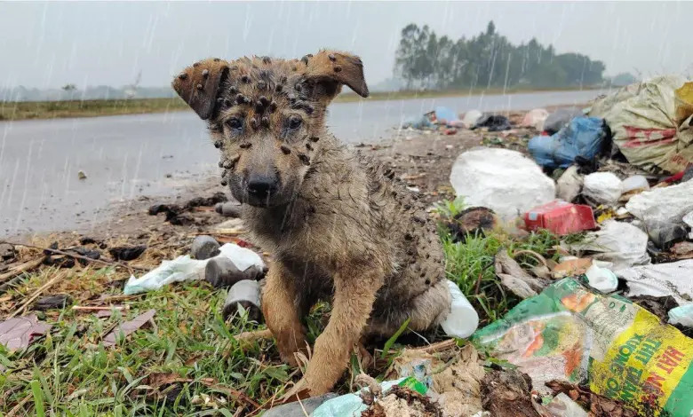 Yet, despite its critical state, the dog...