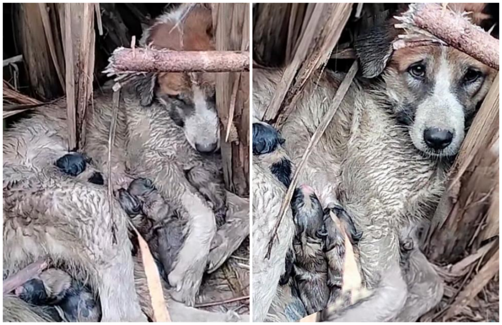 Thankfully, this compassionate woman cam...