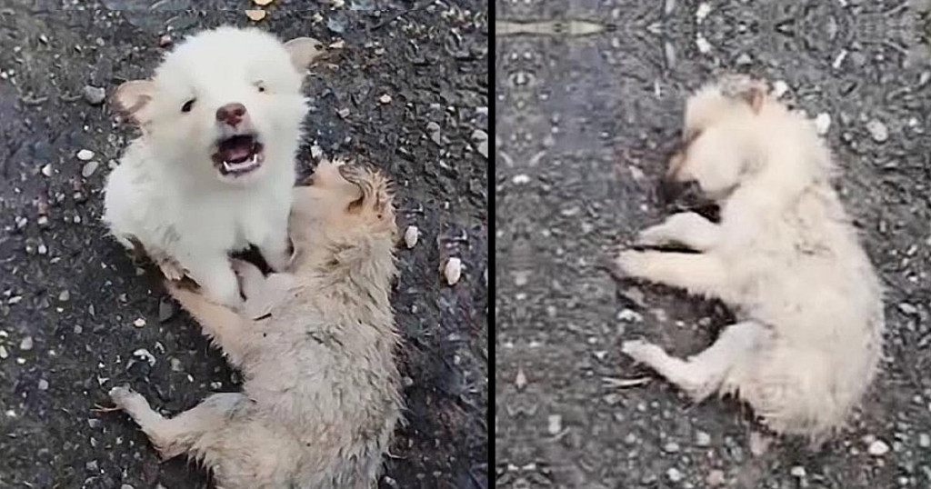 The distress of the situation caught the...