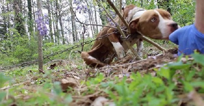 In Georgia, Officer Nick from Fulton Cou...