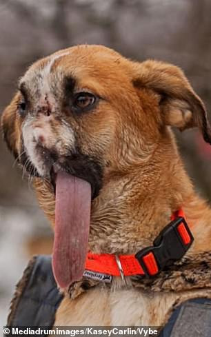 Before her surgery, Millie’s large tongu...