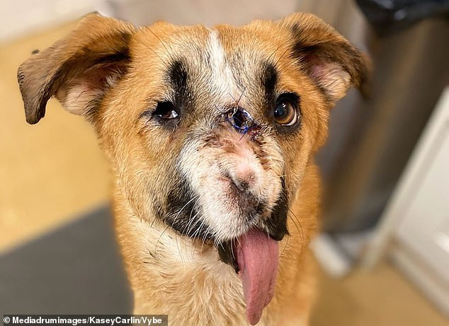 Extra image from article