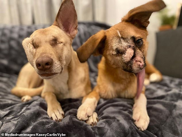 Extra image from article