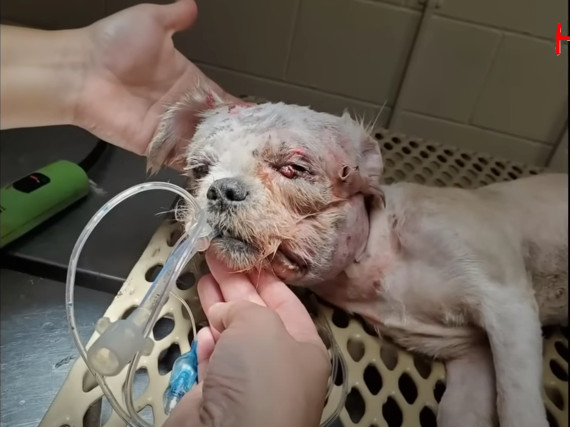 Faced with the challenge of adapting to ...