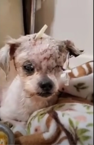 The story of this small dog is not just ...