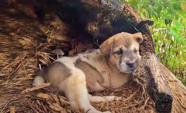 At the shelter, a dedicated group of vet...