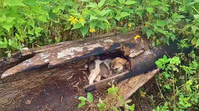 Today, the once-abandoned puppy is thriv...