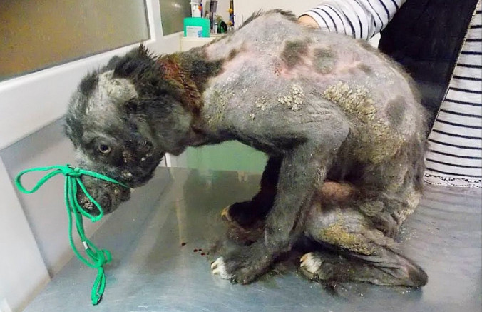 Physically, Isumu's past struggles were ...