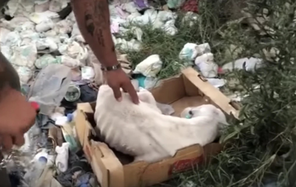 Imagine a barren landscape, somber with ...