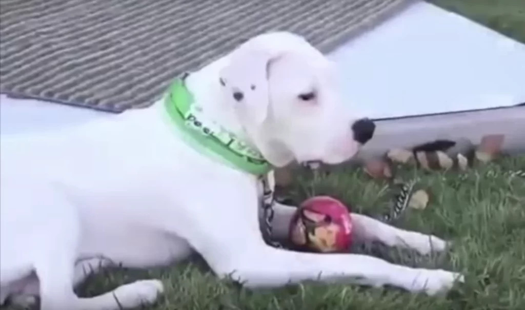 The dog’s resilience is a testament to t...