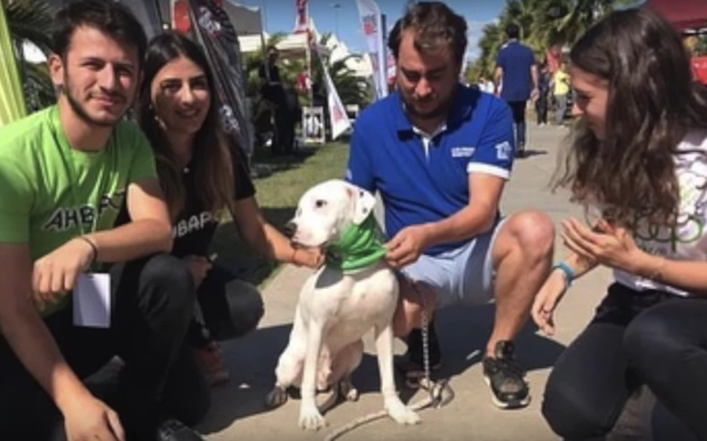 In summary, the moving account of a dog ...