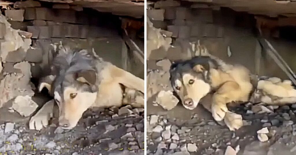Upon arriving, they found the Husky over...