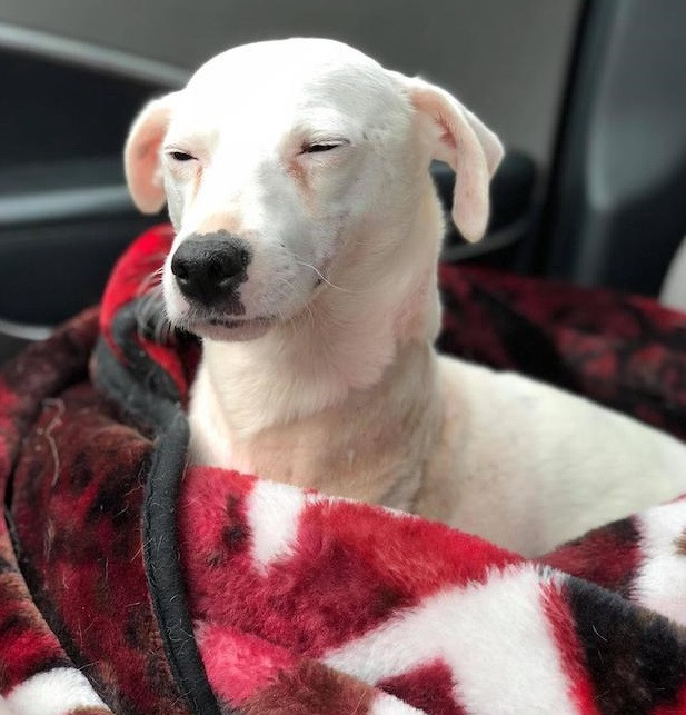 Extra image from article