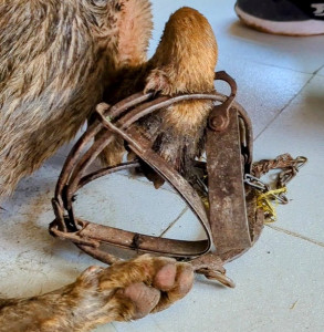 Luna’s story spread, touching hearts eve...