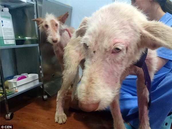 Extra image from article