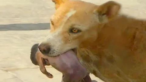 Initially, the dog, like any other day, ...