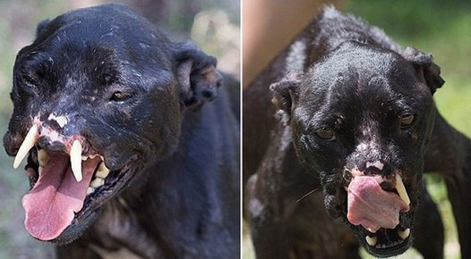 The compassionate team at Aquilimal Grou...