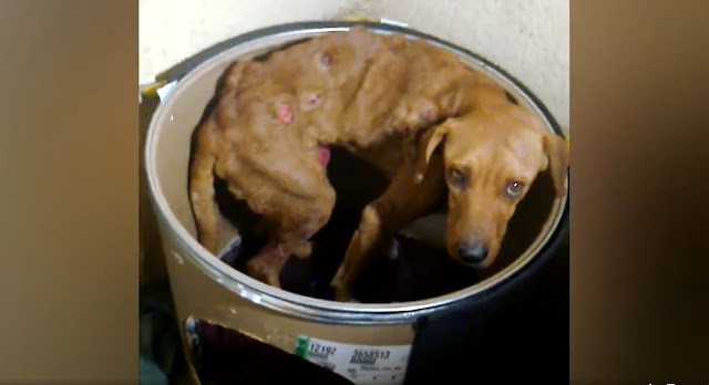 Today, Boby is thriving, bringing joy an...