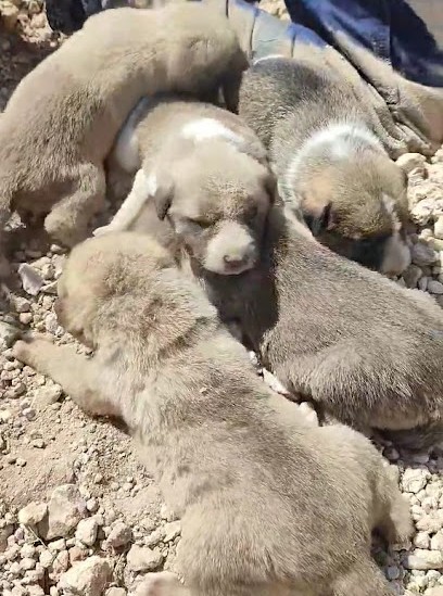 The veterinarian believes that the mothe...