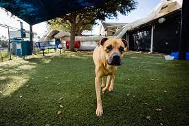 Thanks to the efforts of Rescue Dogs Dre...