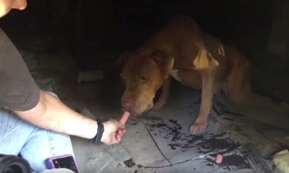 While Scooch’s story is a poignant remin...