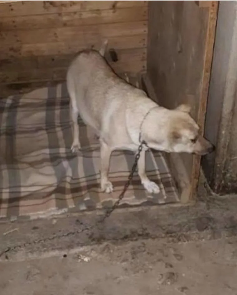 Maggie's adventures and her incredible r...