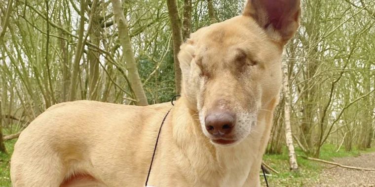 Maggie’s journey to healing was nothing ...