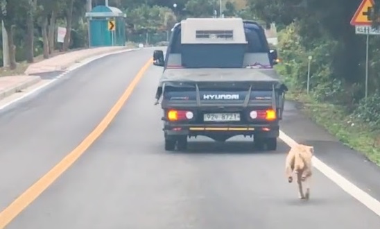 A local resident who had been feeding th...