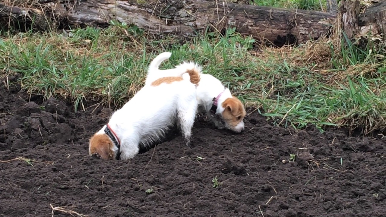 This valiant dog’s sacrifice vividly rem...