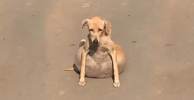 A veterinarian at the clinic shared,