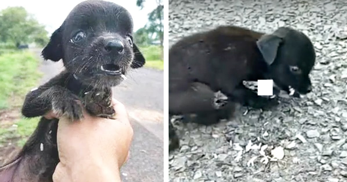 As she wandered in search of food, many ...