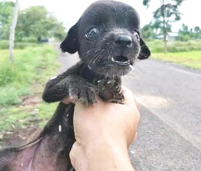 Extra image from article