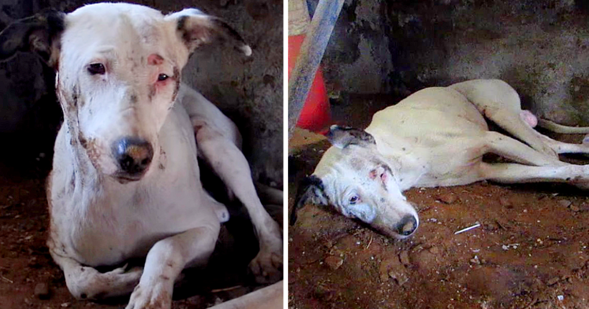 The individuals who came to Alby's aid w...