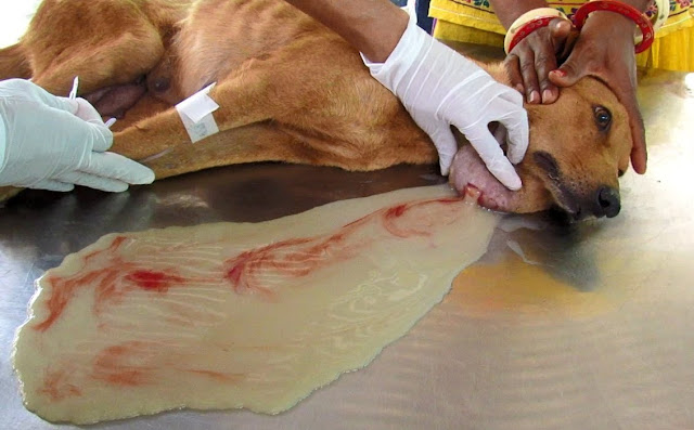 Extra image from article