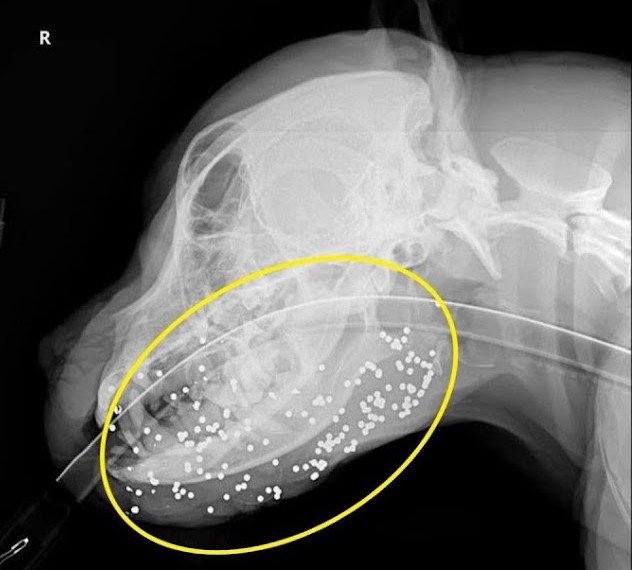 At Day 30, Buck is showered with love an...