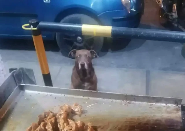 Gerardo's kindness towards homeless dogs...