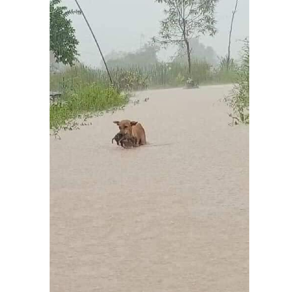 Extra image from article