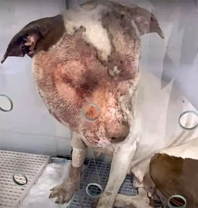 It became evident at the vet that Jade h...