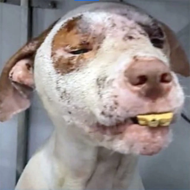 Extra image from article