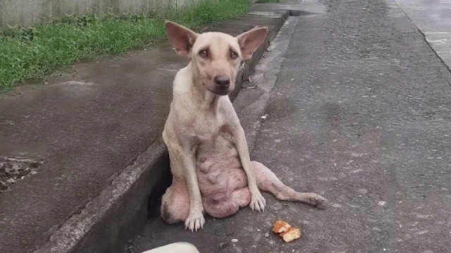 Every day, she lay there on the roadside...