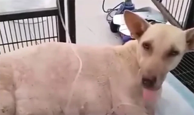 Sinead's tale is one of heartbreak and s...