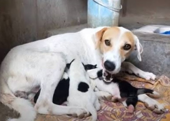 Extra image from article