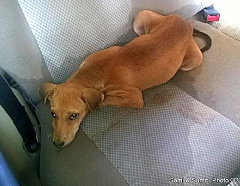 Extra image from article